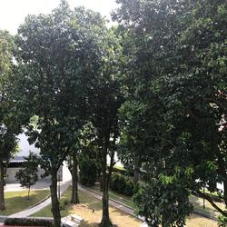Blk 605 Clementi West Street 1 (Clementi), HDB 5 Rooms #151243742